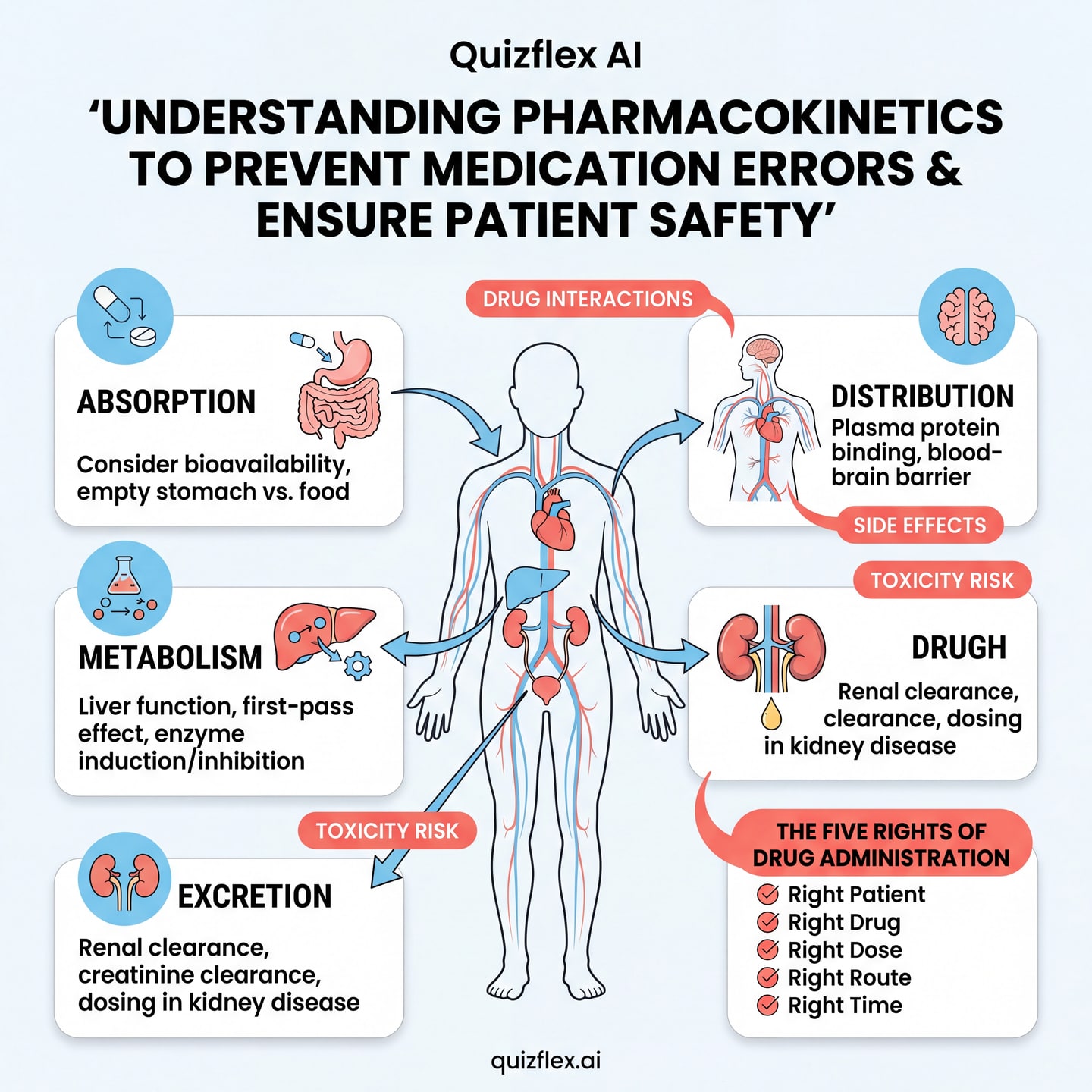 💊 Pharmacokinetics Made Simple — A Nurse's Guide to Medication Safety
Every medication goes through — infographic slide 1